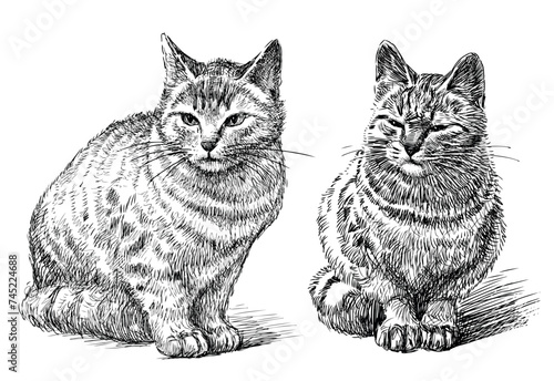 Sketch of two cute realistic domestic cats sitting and looking, black and white hand drawn vector illustration isolated on white