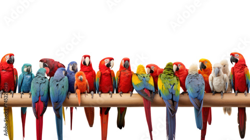 many different exotic pet birds, Parrots, parakeets, macaws in a row, isolated on transparent and white background.PNG image. 