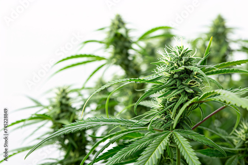Cannabis plants with focus on the buds on a blurred background