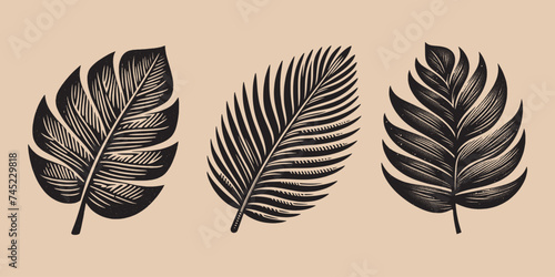 Tropical palm leaves set.  Vintage engraving black and white vector illustration. hand drawn. Logo, emblem, woodcut. isolated object	