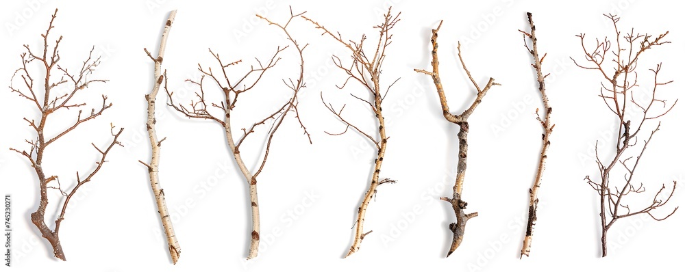 set of Birch Branches