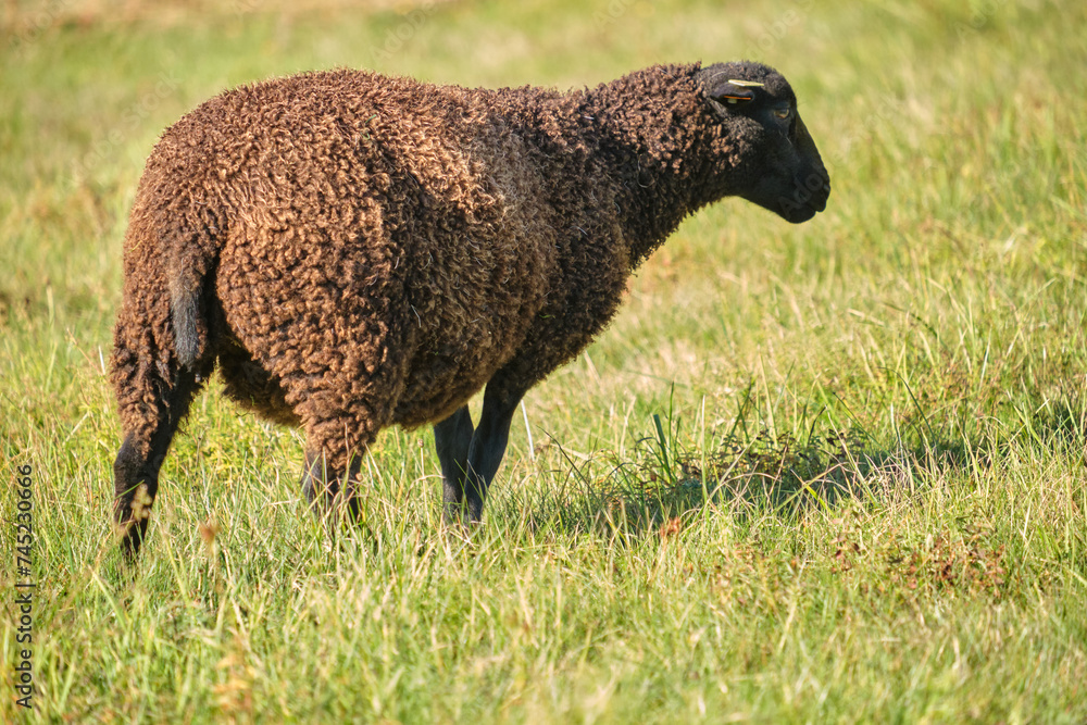 Dorper sheep, Gotland sheep and mixed breeds of both breeds grazing in a meadow in summer on a sunny day in Skaraborg Sweden