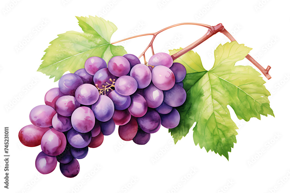 Fototapeta premium watercolor painting realistic Red Isabella grapes bunch isolated on white background. Clipping path included.