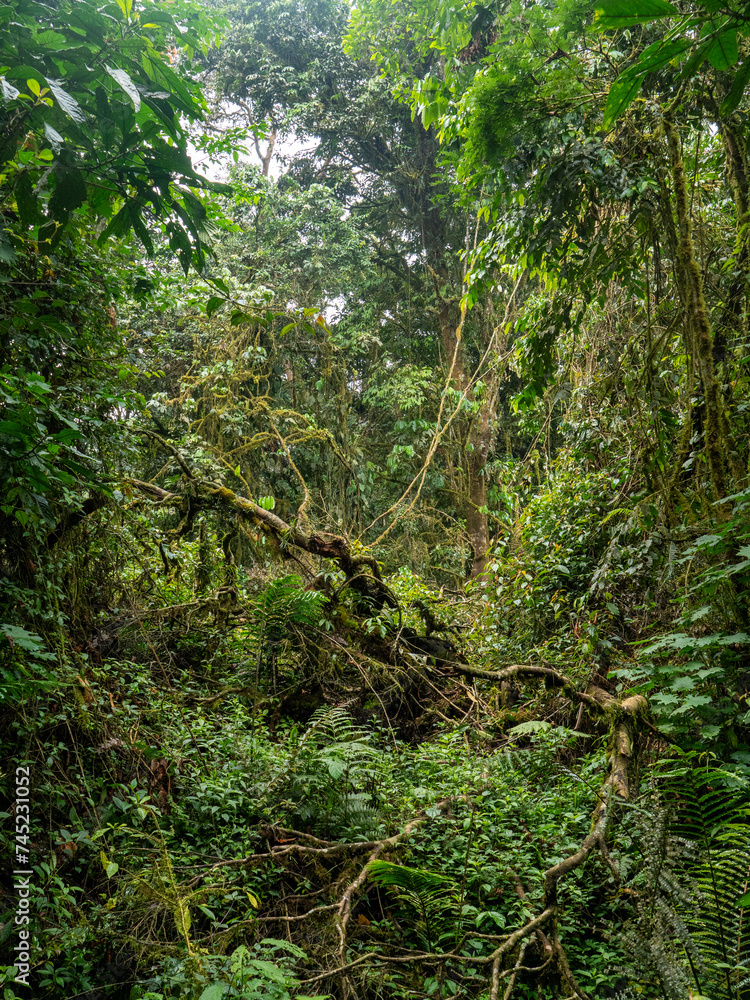Obraz premium Regenwald im Bwindi Impenetrable National Park, Uganda.