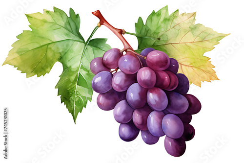 watercolor painting realistic Red Isabella grapes bunch isolated on white background. Clipping path included.