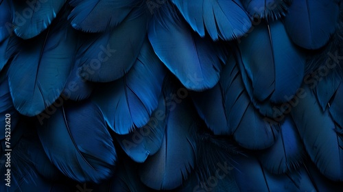 close up of black and blue feathers for texture or background use.