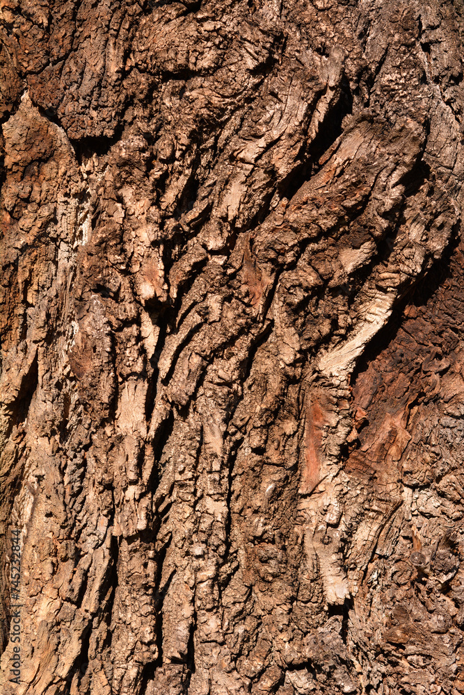 Candadian poplar bark detail Candadian poplar bark detail