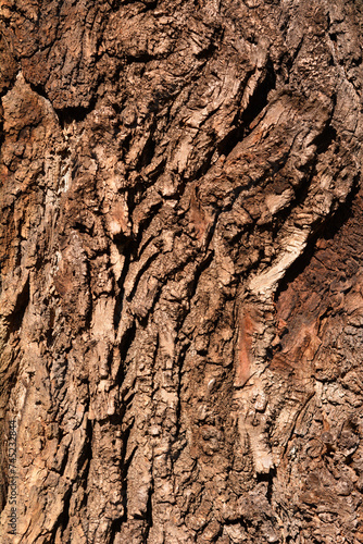 Candadian poplar bark detail