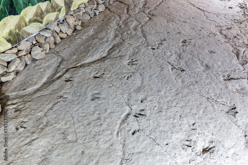 Well-preserved fossilized raptor, bird-like dinosaur three-fingered footprints on a rock in Sataplia Strict Nature Reserve, Georgia. photo