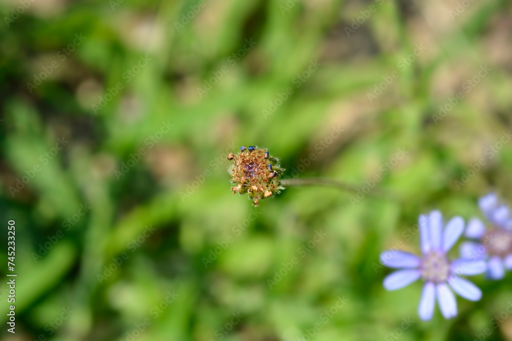Blue Daisy The Blues seed head Blue Daisy The Blues seed head