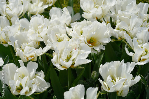 Tulip Exotic Emperor flowers #745233235
