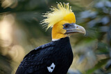 Yellow-crested Avian Rarity, a rare bird species characterized by its vibrant yellow crest