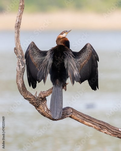 African darter drying its wings on a branch after a dive photo