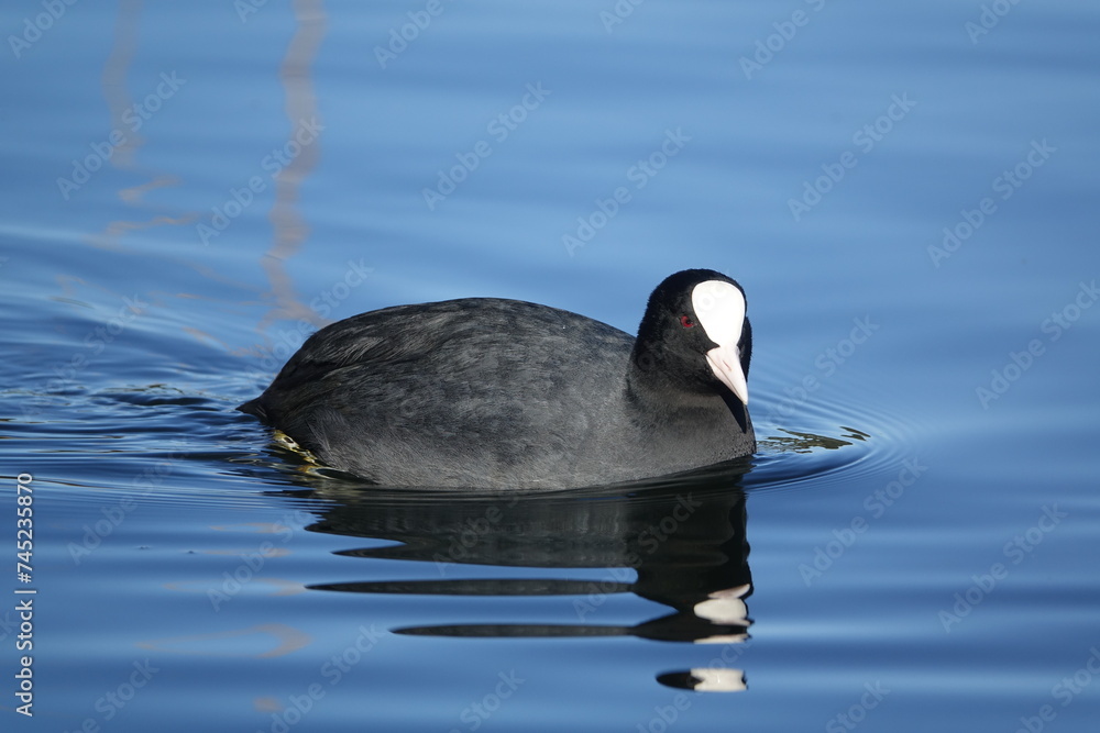 Eurasian coot (Fulica atra) UK lake during wintertime Eurasian coot (Fulica atra) UK lake during wintertime