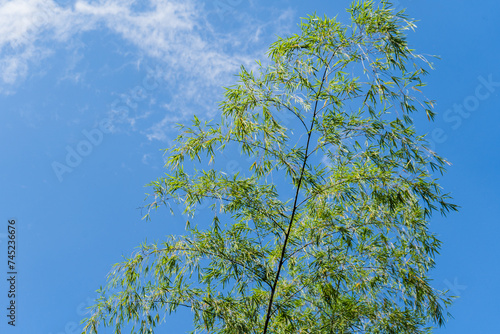 rama de un arbol verde sobre un fondo del cielo azul con pocas nubes  photo
