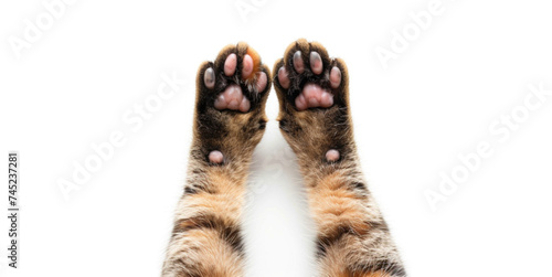 Close-up feline kitten domestic animal forefoot with copy paste empty place for text. Brown cat paw isolated on white studio background