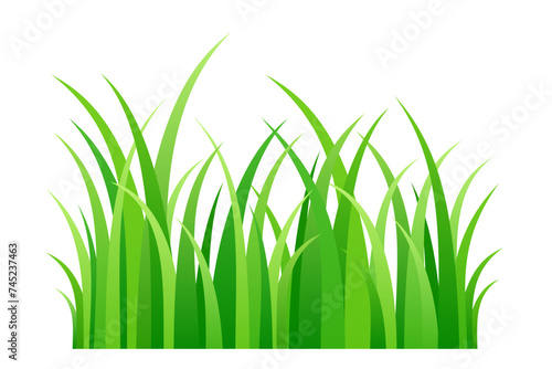 Green grass, illustration of a short strip of fresh spring grass blades. Front view of chlorophyll green stalks in a row, and a piece of lawn. Isolated on white background. Vector.