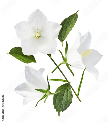 Beautiful white Bellflowers falling in the air isolated on white background © Agave Studio