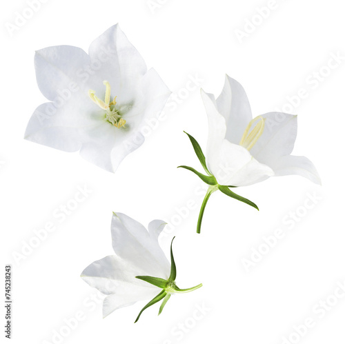 Fototapeta Naklejka Na Ścianę i Meble -  Beautiful white Bellflowers falling in the air isolated on white background