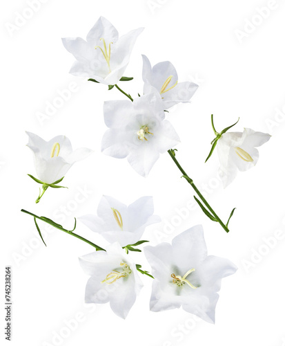 Beautiful white Bellflowers falling in the air isolated on white background
