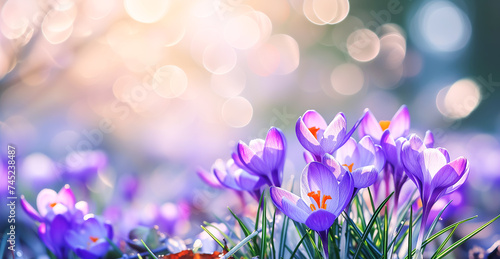 Bright spring crocus flowers with shiny drops of dew on light background with bokeh and highlights. Template for spring card, copy space, banner