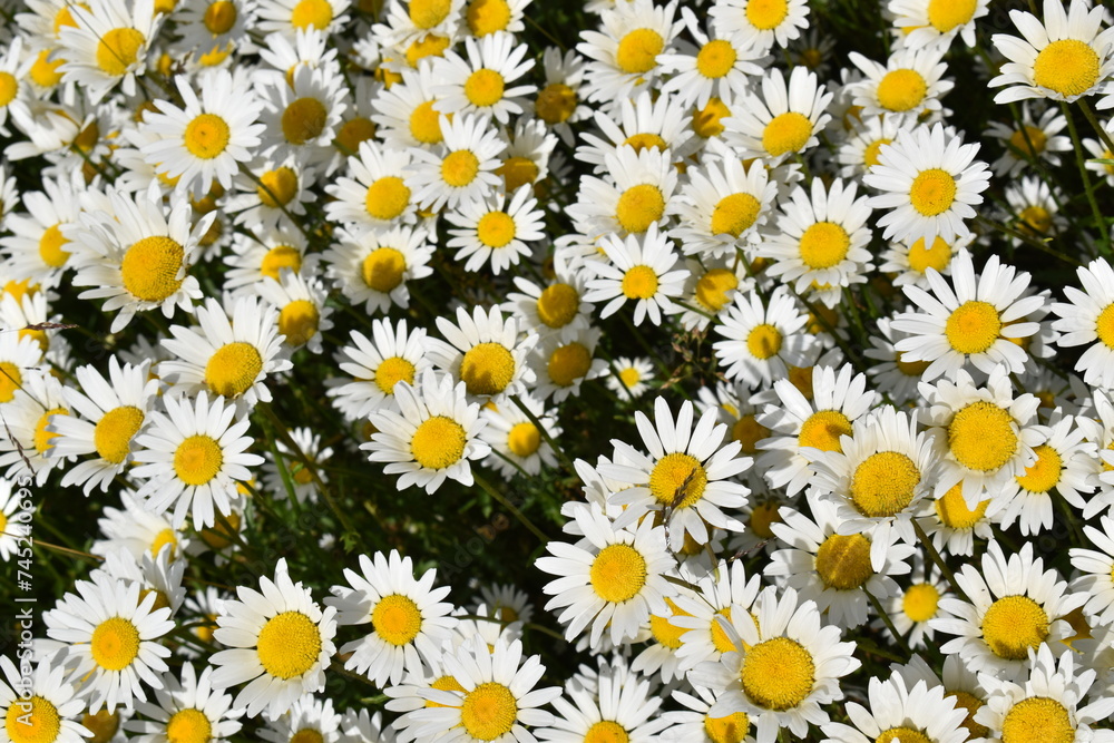 A field of daisies in bloom, Sainte-Apolline, Québec, Canada A field of daisies in bloom, Sainte-Apolline, Québec, Canada