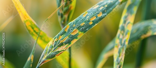 This close-up shows a leaf with distinct yellow spots caused by the fungal disease Mycosphaerella graminicola. The leafs surface is textured and the spots are scattered across it. photo