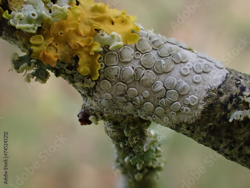 Rim lichen (Lecanora) on a twig, amongst several other species photo