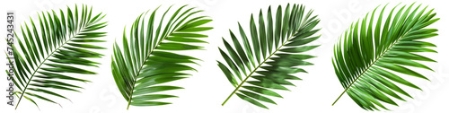 Collection of palm leaves in transparent background  natural tropical plant leaves  aesthetic tropical plants suitable for collage design. Created with Generative AI.