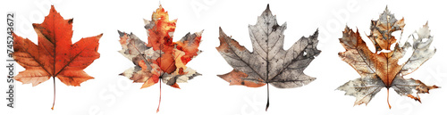 Collection of autumn red maple leaves in transparent background  natural plant leaves  aesthetic plant leaves suitable for collage design. Created with Generative AI.