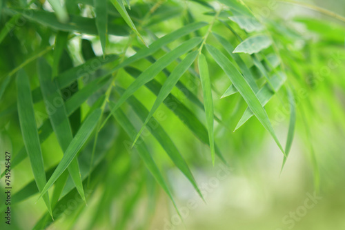 Bamboo leaves in fresh clear morning air. A serene in green nature atmosphere of beautiful bamboo forest. Blurred greenery image in cool tone for background and wallpaper.