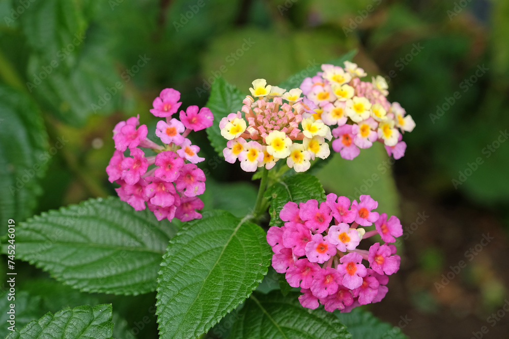 Pink and yellow Common Lantana Camera Evita Rose, also known as shrub verbena, in flower. Pink and yellow Common Lantana Camera Evita Rose, also known as shrub verbena, in flower.