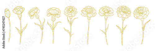 Outline gold set with carnations flowers