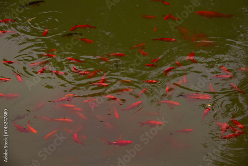 A large number of red fishes in the lake of National Botanical Garden of Iran