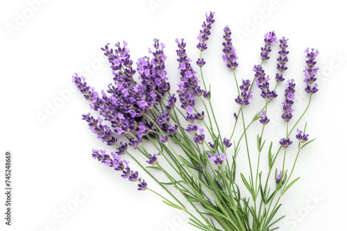 Lavender Bouquet on a White Background.