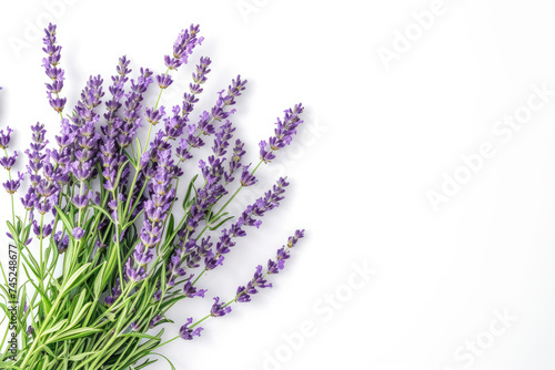 Lavender Bouquet on a White Background.