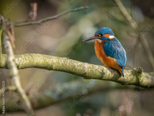 Perched young female Kingfisher bird