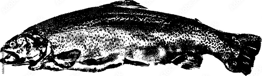 Black and white illustration sketch of a Salmon hand drawing vector isolated on white background. Black and white illustration sketch of a Salmon hand drawing vector isolated on white background.