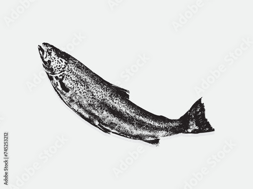 Black and white illustration sketch of a Salmon hand drawing vector isolated on white background.