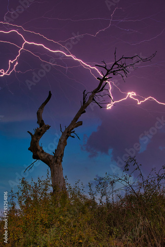 Gewitter Blitz über eienem abgestorbenen Baum photo