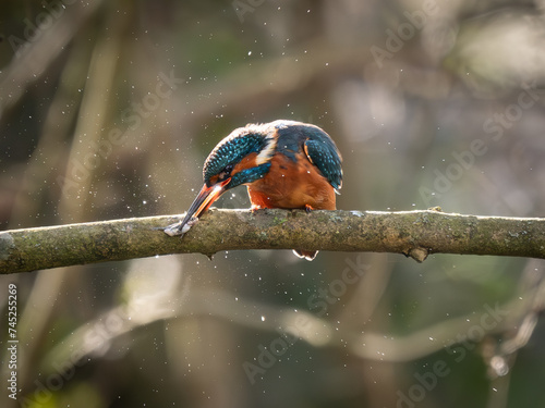 Kingfisher with fish perched on a branch