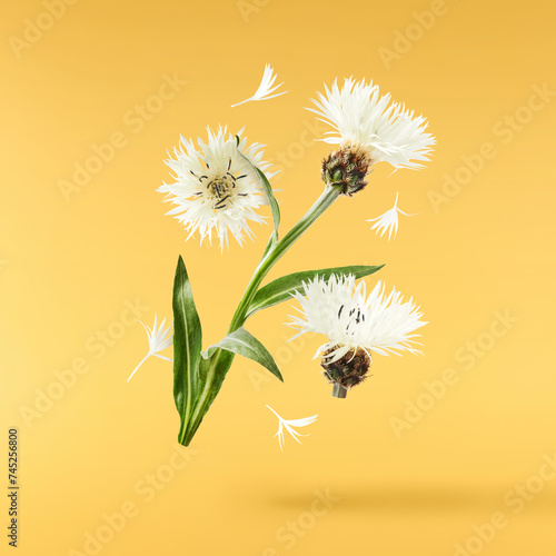 Fresh cornflower blossom beautiful white flowers falling in the air isolated on yellow background. Zero gravity or levitation spring flowers conception  high resolution image