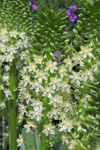 Eucomis pole evansii, or giant pineapple lily, White Goliath in flower. photo
