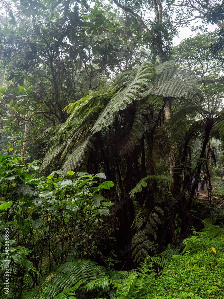 Regenwald im Bwindi Impenetrable National Park, Uganda.
