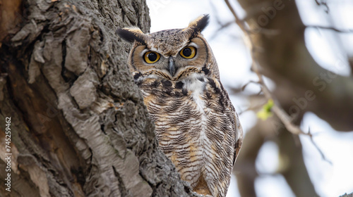 great horned owl in tree