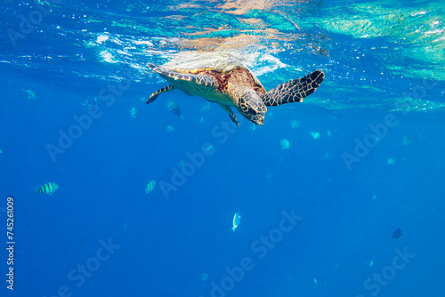 Echte Karettschildkröte im Korallenriff auf den Malediven © Tilo Grellmann