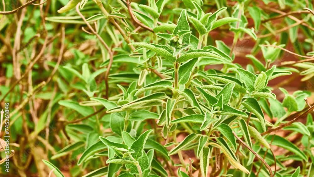 Phlomis fruticosa (Jerusalem sage) is species of flowering plant of Lamiaceae family, native to Albania, Cyprus, Greece, Italy, Turkey, and regions of former Yugoslavia. Phlomis fruticosa (Jerusalem sage) is species of flowering plant of Lamiaceae family, native to Albania, Cyprus, Greece, Italy, Turkey, and regions of former Yugoslavia.