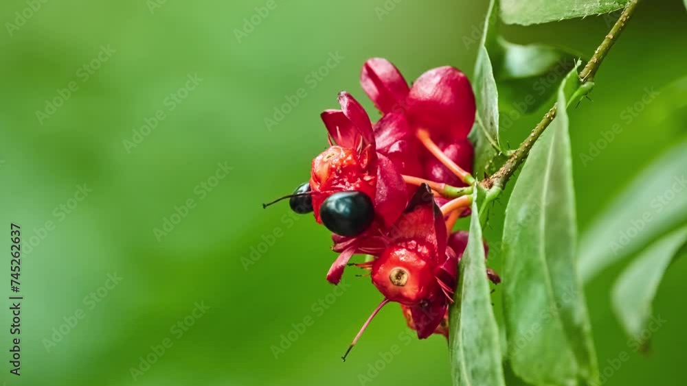 Ochna serrulata (small-leaved plane) Ochna serrulata (small-leaved plane)
