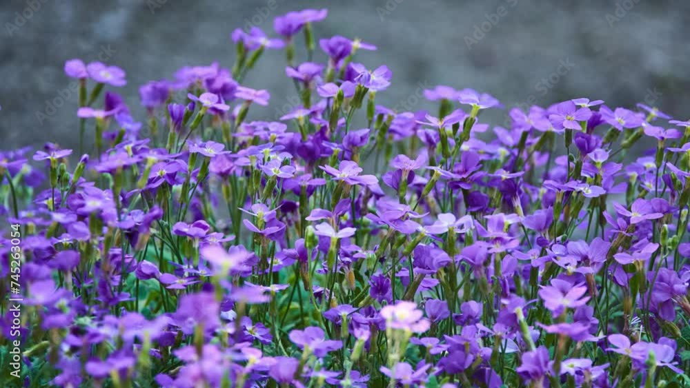 Aubrieta deltoidea is species of flowering plant in mustard family Aubrieta deltoidea is species of flowering plant in mustard family