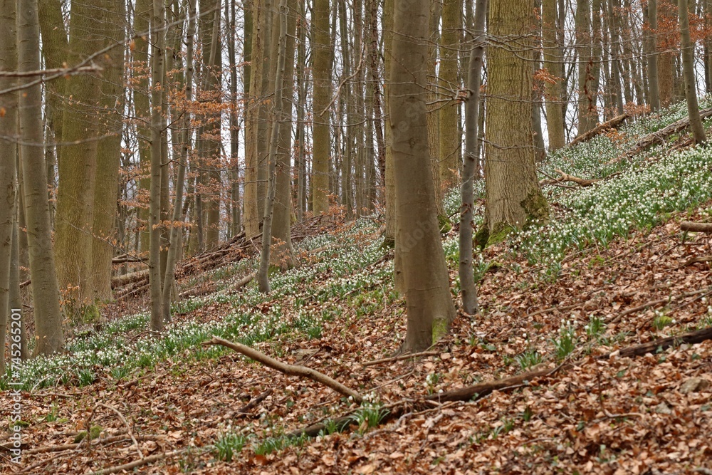 Blühende Märzenbecher (Leucojum vernum) im Wald Blühende Märzenbecher (Leucojum vernum) im Wald